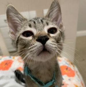 Meet your Posher, Shelby